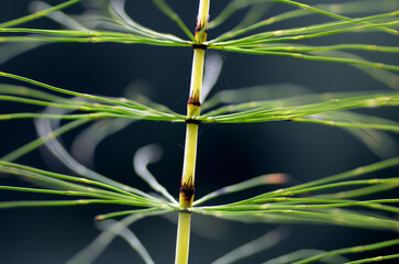 Detail of a horsetail (Equisetum) a medicinal plant