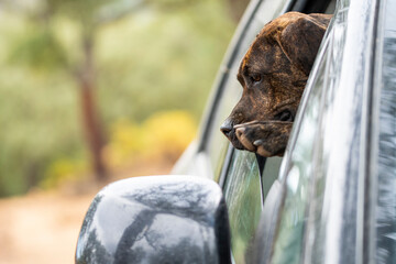 on a walk with my dog