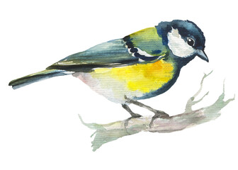 Hand drawn watercolor tit bird sitting on branch, beautiful male little parus bird - 548706412