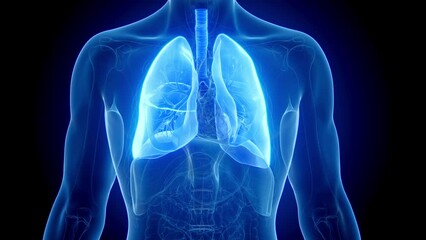 3d rendered medical animation of a man's lungs during respiration