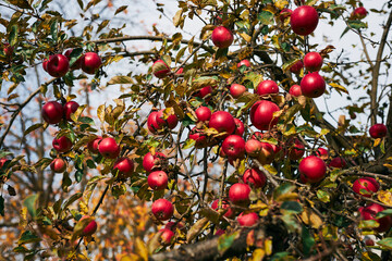 Apple tree with many ripe red juicy apples in orchard. Harvest time in countryside. Apple fresh healthy fruits ready to pick on fall season