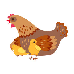 caring mother chicken with chicks, farm animal flat vector illustration. Domestic animal isolated on white background