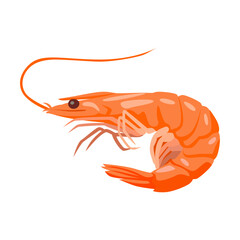 Appetizing shrimp. Seafood or marine animals cartoon illustration. Crab, lobster, oyster, fish, tuna, shrimp, mussel, salmon and crayfish isolated on white