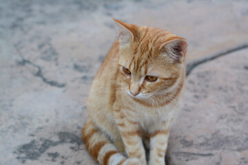 Lonely stray cat on stone surface outdoors, closeup. Homeless pet