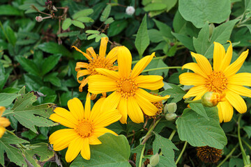 mexican sunflower on green leaf