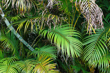 green palm leaves in the foliage in the rainforest