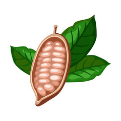 Bean of cocoa tree cartoon illustration. Cacao beans with leaves on tree, sliced into halves and chocolate isolated on white