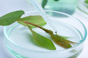 Dripping liquid from dropper onto petri dish with leaf on white table, closeup