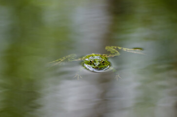 PRINCE GREEN FROG  - A cute amphibian swimming in a pool of water