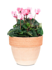 pink cyclamen in a clay pot isolated on a white background