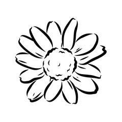 Daisy flower line art drawing. Vector hand drawn engraved illustration. Wild Chamomile black ink sketch. Wild botanical garden bloom. Great for tea packaging, label, icon, greeting cards, decor