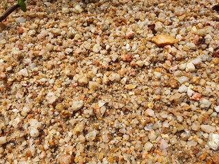 shells on the beach
