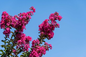 Close-up of pink inflorescences. Beautiful pink flowers in inflorescences on myrtle tree (Lagerstroemia indica) against blue summer sky. Selective focus. Nature concept for design.