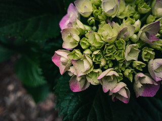 Obraz premium close up of a hydrangea