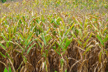 Fresh Corns Cob in an Organic Corn Field in the Morning