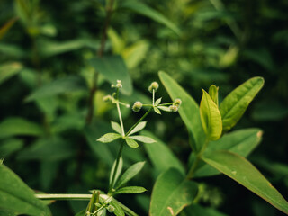 Obraz premium leaves of a plant