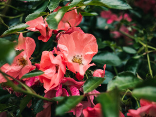 Flowers in the garden