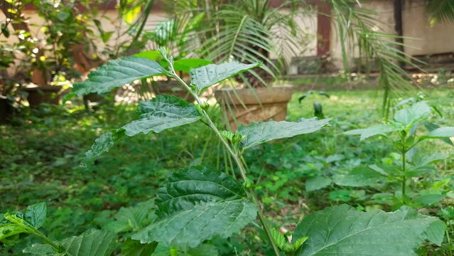 Sida acuta plant. Its other names wireweed, rhombus-leaved sida, Sida rhombifolia, arrowleaf sida, Paddy's lucerne, Cuban jute, Queensland-hemp and sidaguri. It is used in&nbsp;Ayurvedic medicine.