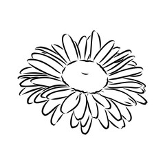 Daisy flower line art drawing. Vector hand drawn engraved illustration. Wild Chamomile black ink sketch. Wild botanical garden bloom. Great for tea packaging, label, icon, greeting cards, decor