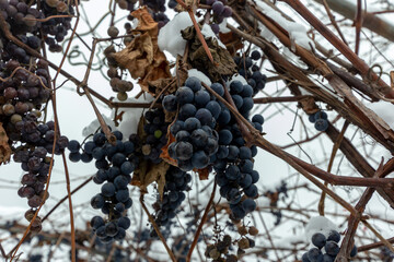 grapes are frozen close-up. quality photo