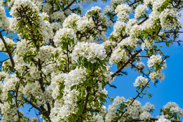 Ein Baum im Frühling voller weißer Blüten