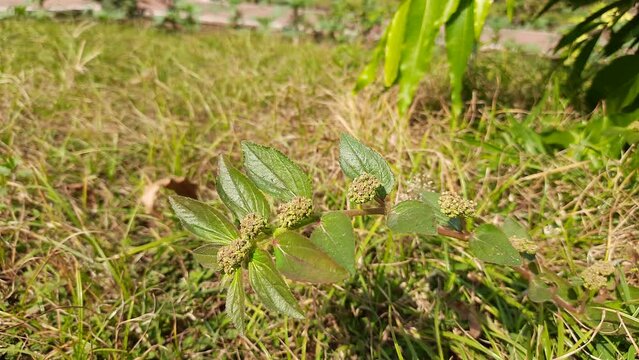 Euphorbia hirta plant. Its other names&nbsp;asthma-plant and tawa-tawa. It is widely used in traditional&nbsp;herbal medicine&nbsp;across many cultures. Herbal medicine for asthma, skin ailments, and&nbsp;hypertension.
