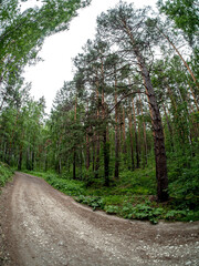 unpaved forest road in a mixed forest