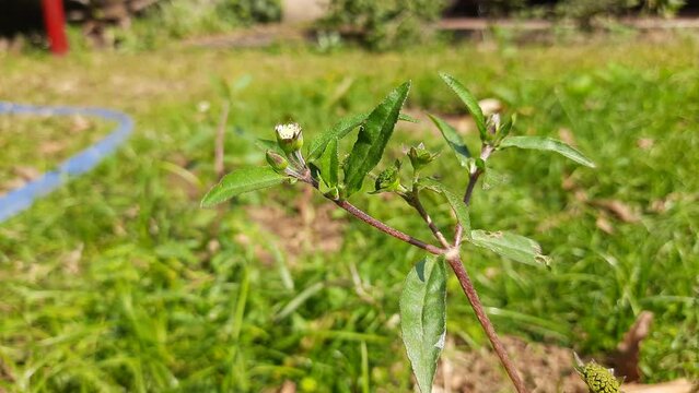 Eclipta prostrata plant with flower. Its other names &nbsp;false daisy,&nbsp;yerba de tago,&nbsp;Gunta kalagaraku, Gunta galagaraku,&nbsp;Karisalankanni, and&nbsp;bhringraj. This is a species of plant in the family&nbsp;Asteraceae