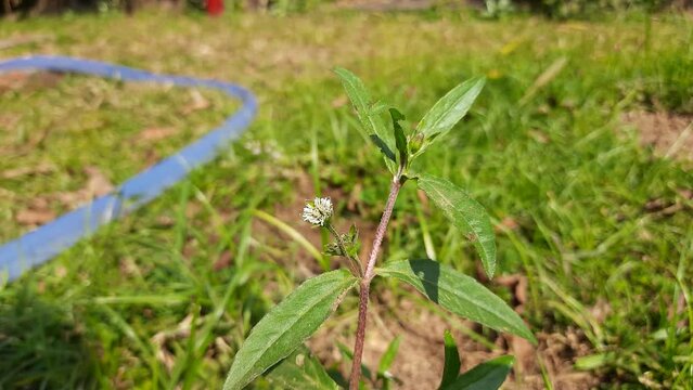 Eclipta prostrata plant with flower. Its other names &nbsp;false daisy,&nbsp;yerba de tago,&nbsp;Gunta kalagaraku, Gunta galagaraku,&nbsp;Karisalankanni, and&nbsp;bhringraj. This is a species of plant in the family&nbsp;Asteraceae
