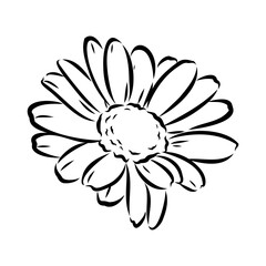 Daisy flower line art drawing. Vector hand drawn engraved illustration. Wild Chamomile black ink sketch. Wild botanical garden bloom. Great for tea packaging, label, icon, greeting cards, decor