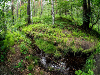 a small forest stream in summer in a mixed forest