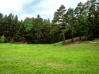 green clean large forest clearing in summer