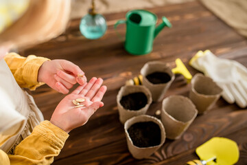 A child's hand with pumpkin seeds. Propagation of seed plants. Seeds sown in the soil in winter to...
