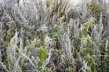 macro shot of frozen plants