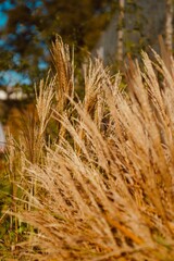 ears of wheat in the wind