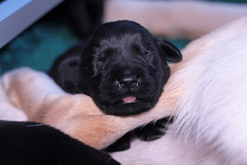 Slapen op mama's poot