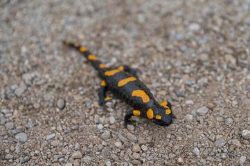 Salamander lizard
