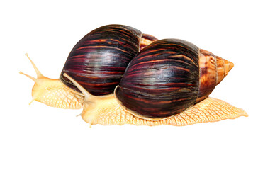 Two Giant african Achatina snails isolated on transparent background.