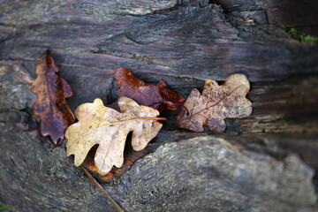 Herbstlaub, Eiche