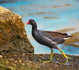 water bird on the river bank