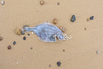 a dead half eaten flat fish on a sandy beach from above detailed