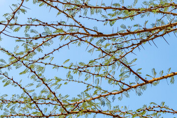 Acacia tree branches with thorns and young green leaves close-up