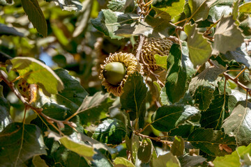 Branches of a Tabor oak tree with mature acorns close-up between green foliage. Israel
