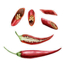 Red hot chilli peppers watercolor illustration for postcards, stickers, menus, whole ingredients and in pieces