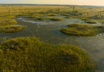 Swamp Yelnya on sunset landscape. Wild mire of Belarus. East European swamps and Peat Bogs. Ecological reserve in wildlife. Marshland with islands and pine trees. Swampy land and wetland, marsh, bog.