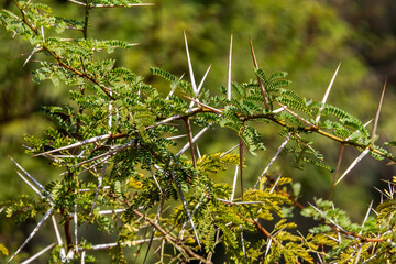 Acacia tree branches with thorns and young green leaves close-up