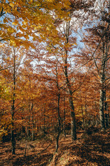 São Lourenço Beech Tree Forest, pathway leaves fall in ground landscape on autumnal background in November, Manteigas, Serra da Estrela, Portugal.