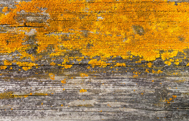 Old rustic wood background texture with yellow moss