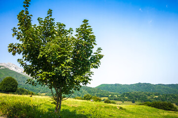 Fototapeta na wymiar Tree in a field in Picos de Europa, Asturias, Spain