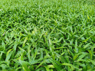 Green grass background in rainny day, green grass grows along the sidewalk